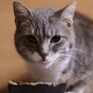 Premium Chicken Cat Food