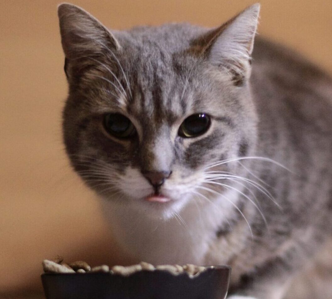 Premium Chicken Cat Food